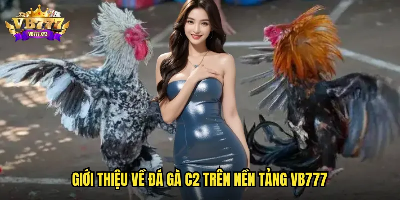 Đá gà C2 vb777 - Trận đấu cân tài cân sức với tỷ lệ kèo hấp dẫn 2 Giới thiệu về đá gà C2 trên nền tảng vb777