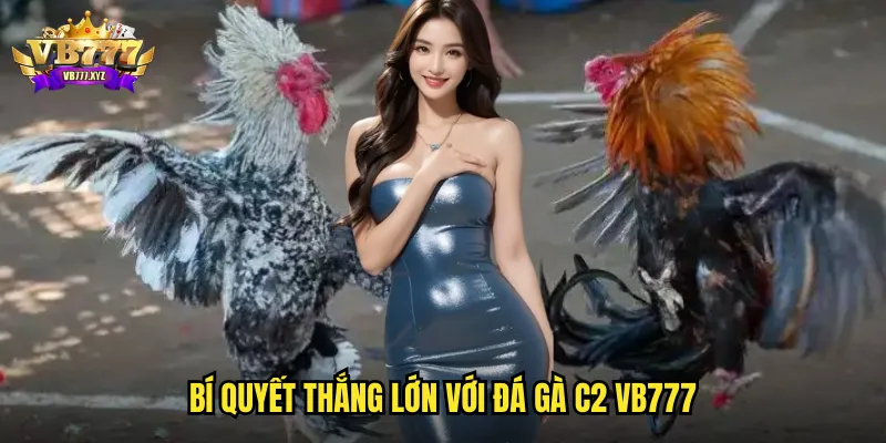 Đá gà C2 vb777 - Trận đấu cân tài cân sức với tỷ lệ kèo hấp dẫn 3 Bí quyết thắng lớn với đá gà C2 vb777