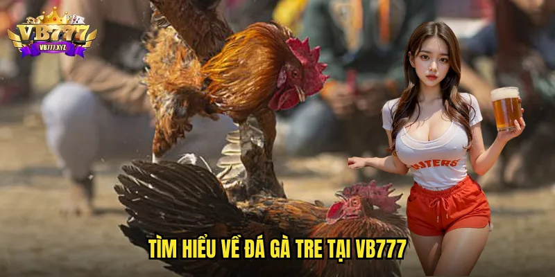 Tìm hiểu về đá gà tre tại vb777