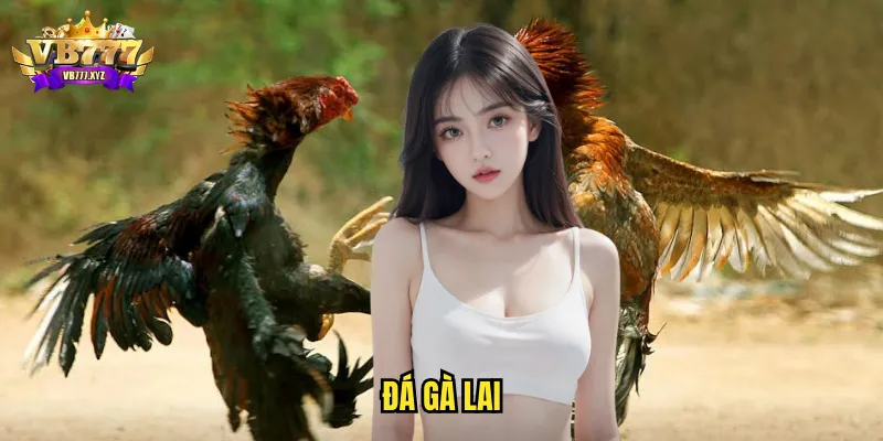 Đá gà lai vb777 - Sức mạnh lai tạo và kèo cược đỉnh cao 1 đá gà lai