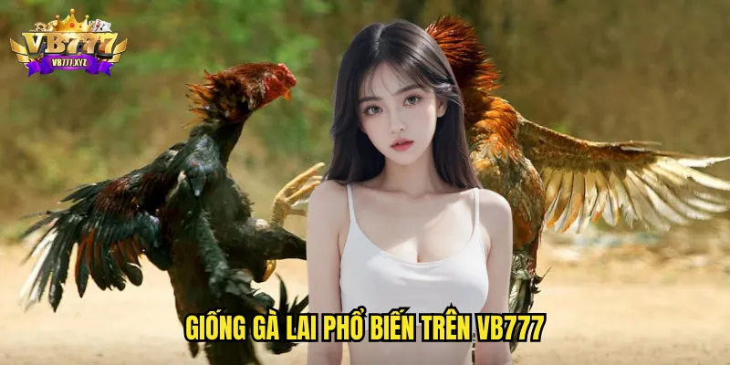 Đá gà lai vb777 - Sức mạnh lai tạo và kèo cược đỉnh cao 2 Giống gà lai phổ biến trên vb777