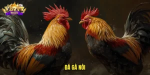 đá gà nòi