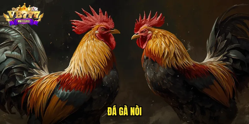 Đá gà Nòi VB777: Dòng Gà Thuần Chủng Đấu Trường Uy Tín 1 đá gà nòi
