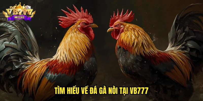 Đá gà Nòi VB777: Dòng Gà Thuần Chủng Đấu Trường Uy Tín 2 Tìm hiểu về đá gà nòi tại VB777