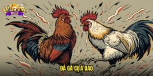 đá gà cựa dao