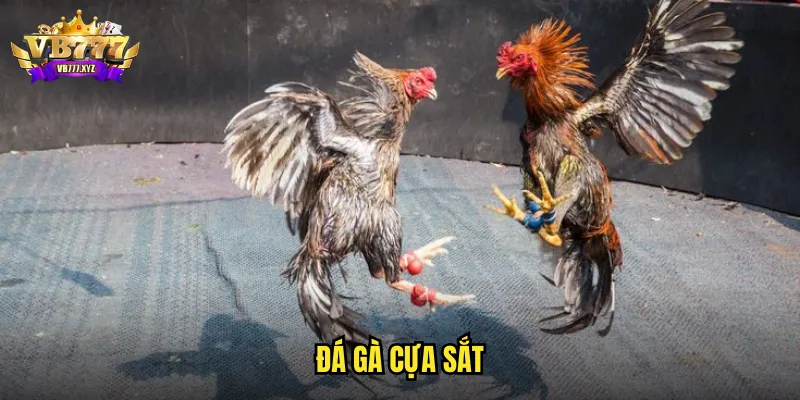 đá gà cựa sắt