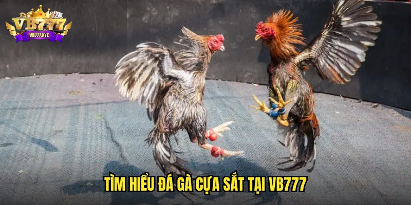 Tìm hiểu đá gà cựa sắt tại VB777