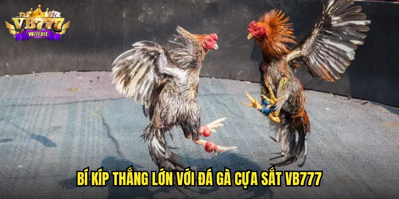 Bí kíp thắng lớn với đá gà cựa sắt VB777