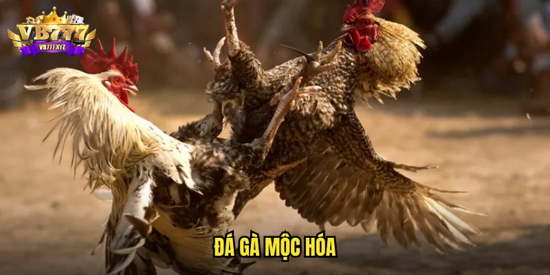 đá gà mộc hóa