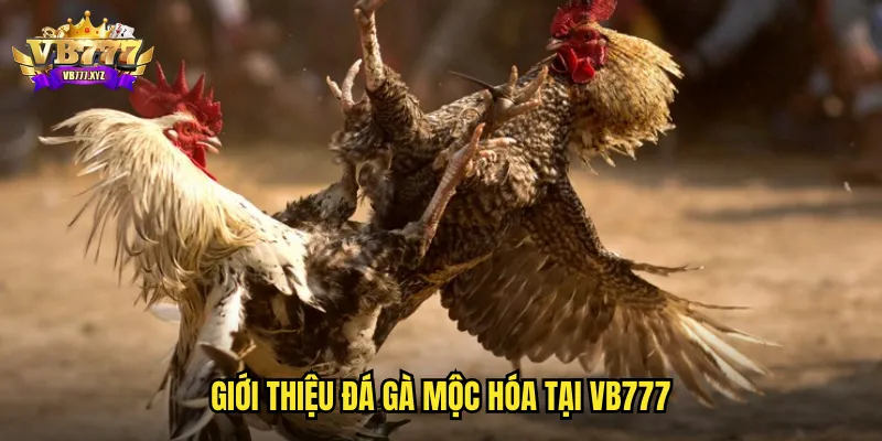 Giới thiệu đá gà mộc hóa tại VB777