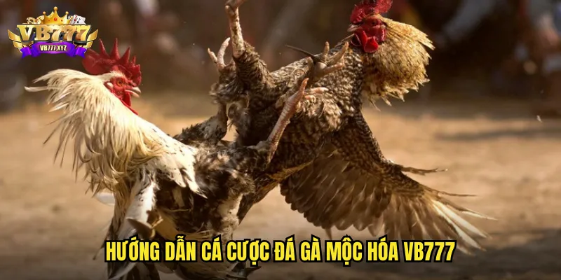 Hướng dẫn cá cược đá gà mộc hóa VB777
