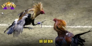 đá gà đen