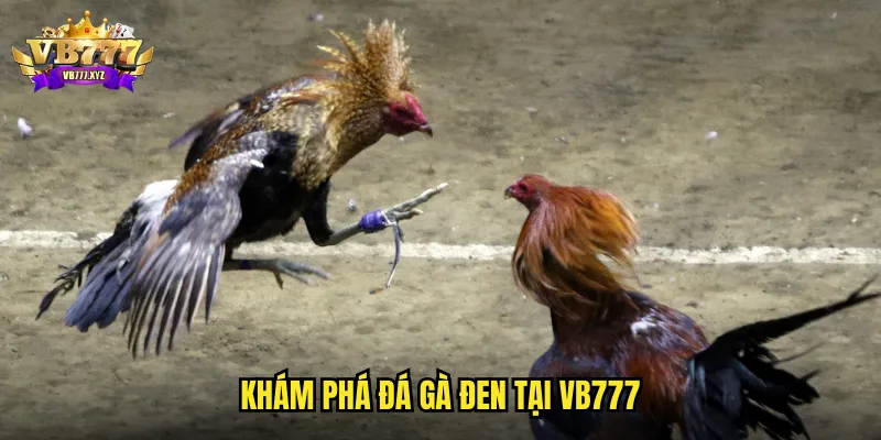 Đá Gà Đen VB777: Dòng Gà Huyền Thoại Với Sức Mạnh Phi Thường 2 Khám phá đá gà đen tại VB777