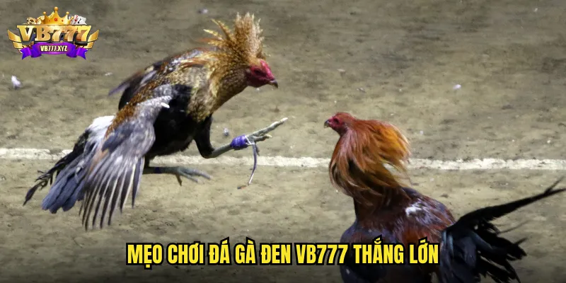 Đá Gà Đen VB777: Dòng Gà Huyền Thoại Với Sức Mạnh Phi Thường 3 Mẹo chơi đá gà đen VB777 thắng lớn