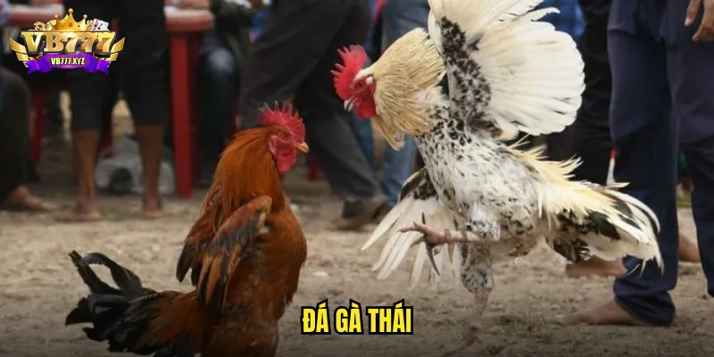 đá gà Thái