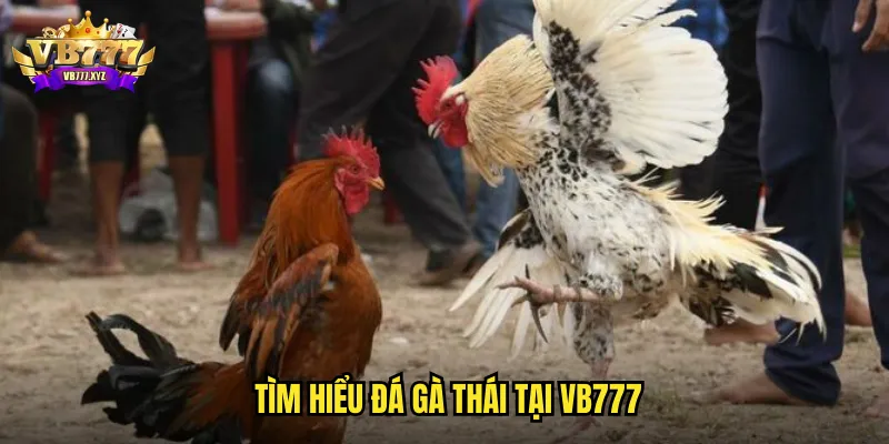 Tìm hiểu đá gà Thái tại VB777