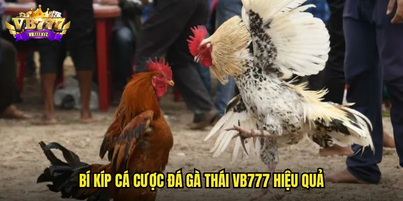 Bí kíp cá cược đá gà Thái VB777 hiệu quả