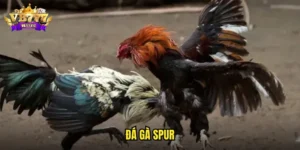 đá gà spur