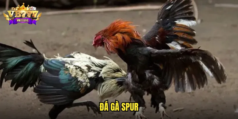 đá gà spur