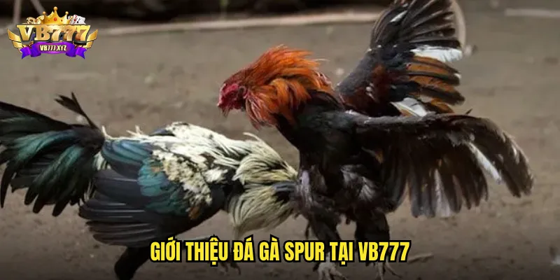 Giới thiệu đá gà spur tại VB777