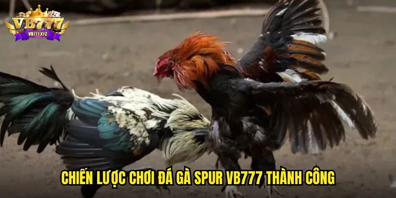 Chiến lược chơi đá gà spur VB777 thành công
